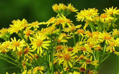 Jakobskreuzkraut Das Bild zeigt eine blühende Jakobskreuzkrautpflanze