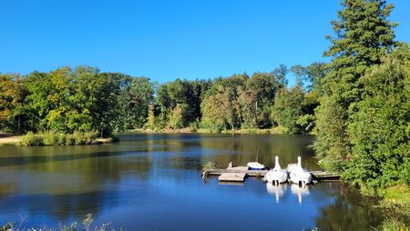Brunausee mit Steg und drei weißen Tretbooten in Schwanform, umgeben von grünem Laubwald unter blauem Himmel.