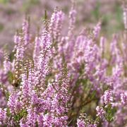 Heideblüte