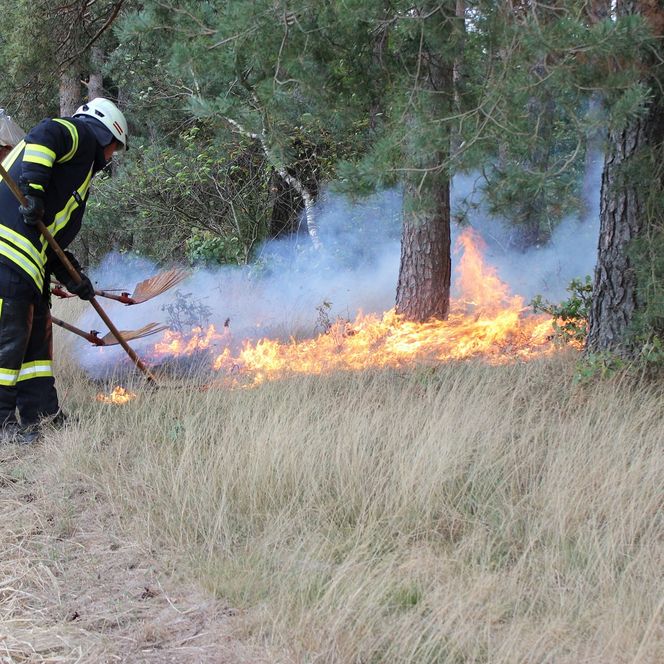 Feuerwehrleute löschen einen Flächenbrand im Wald mit Feuerpatschen, Flammen breiten sich am Waldboden aus