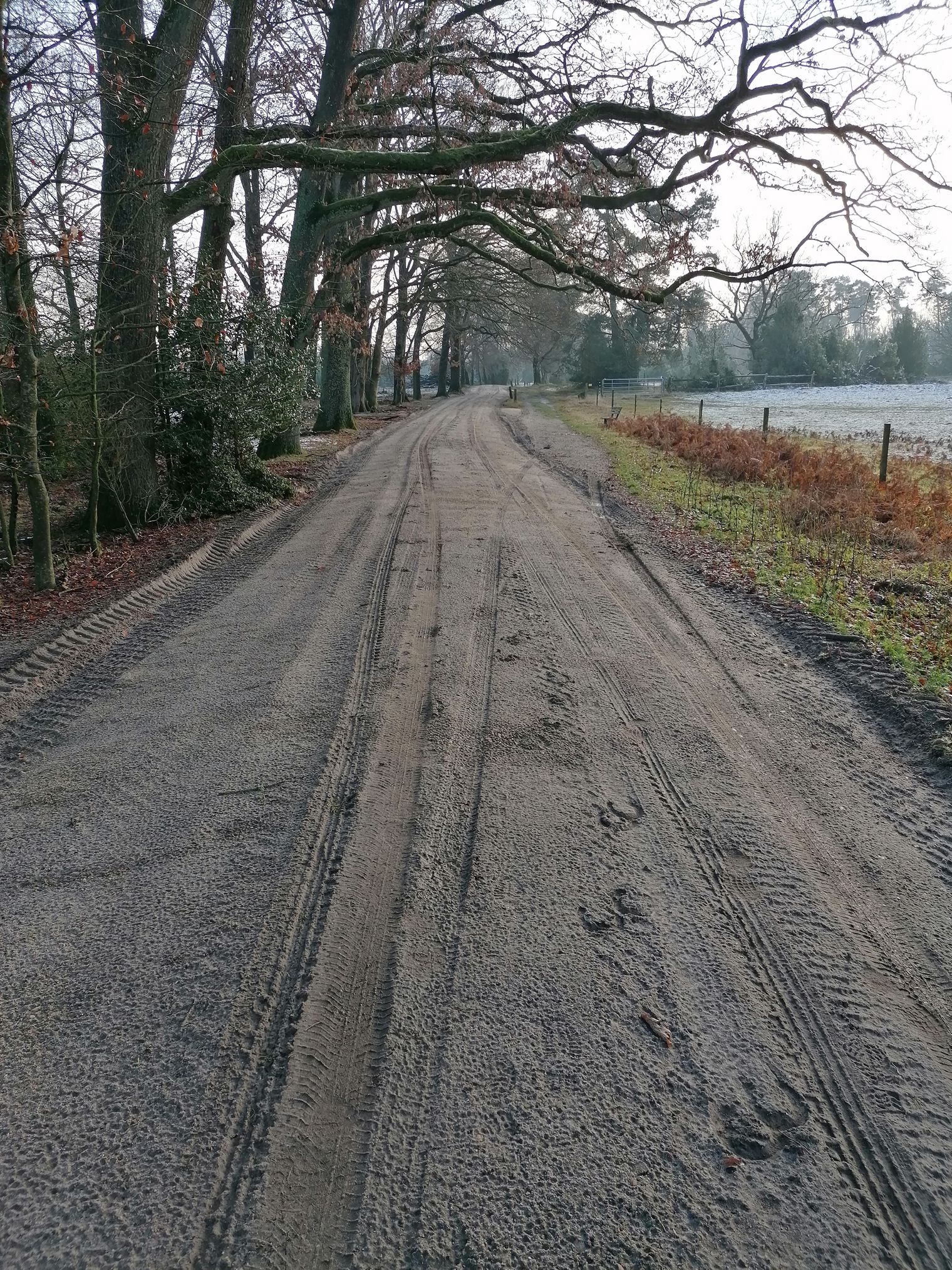 Unbefestigter Weg mit Reifenspuren und Bäumen links, Dora-Hinrichs-Weg in ländlicher Umgebung