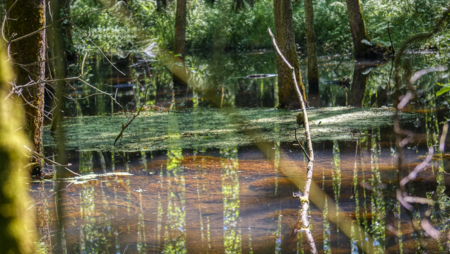 Waldgebiet mit stehenden Wasserflächen, Bäumen und grüner Wasserpflanzenbedeckung im Sölbruch in Hützel.
