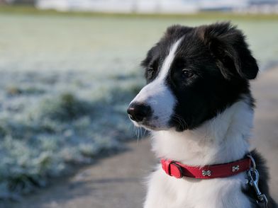 Ein Hund mit schwarz-weißem Fell sitzt im Profil auf einem Weg. Das Tier trägt ein rotes Halsband mit kleinen Knochenmotiven. Im Hintergrund ist eine unscharfe Wiese zu erkennen.