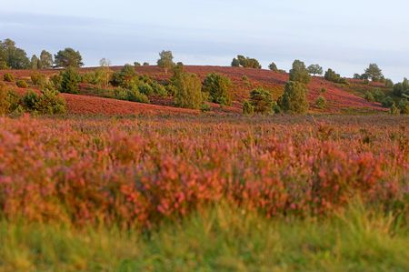 Heidelandschaft in Oberhaverbeck mit roten und grünen Heidepflanzen auf sanften Hügeln unter bewölktem Himmel
