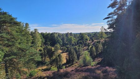 Landschaft mit bewaldeten Hügeln und blühender Heide unter blauem Himmel mit vereinzelten Wolken.