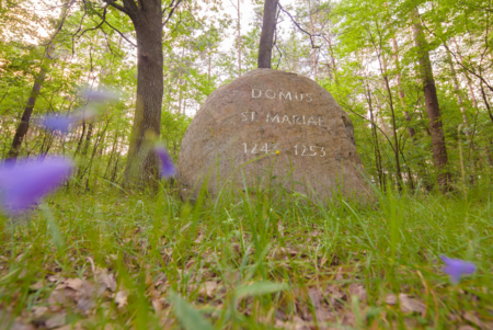 Großer runder Stein mit der Inschrift 'DOMUS ST MARIAE 1244 - 1253' in einem Wald mit grünem Laub und violetten Blüten im Vordergrund.