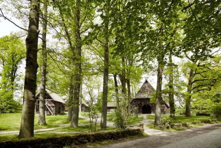 Blick auf historische Fachwerkhäuser in Wilsede, umgeben von hohen Laubbäumen und einem gepflasterten Weg im Vordergrund.